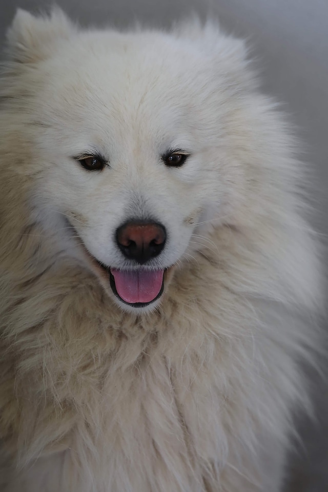White dog adorable