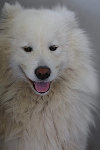 White dog adorable photo