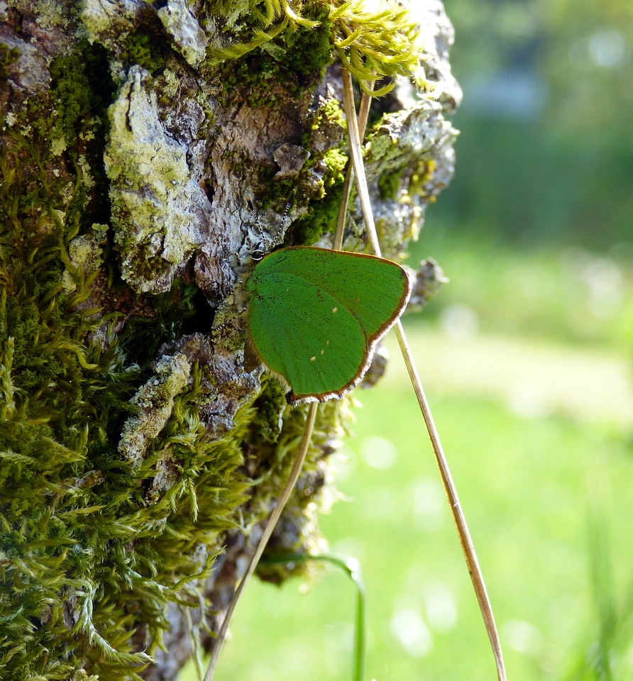 Green wings wings nature