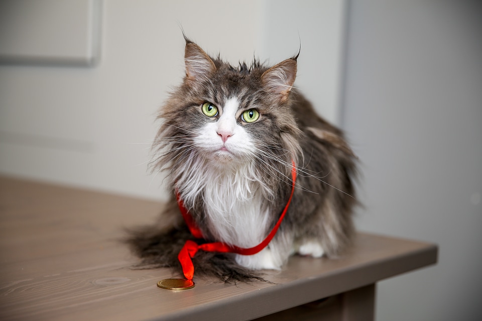 Portrait of Wet Longhair Maine Coon Cat