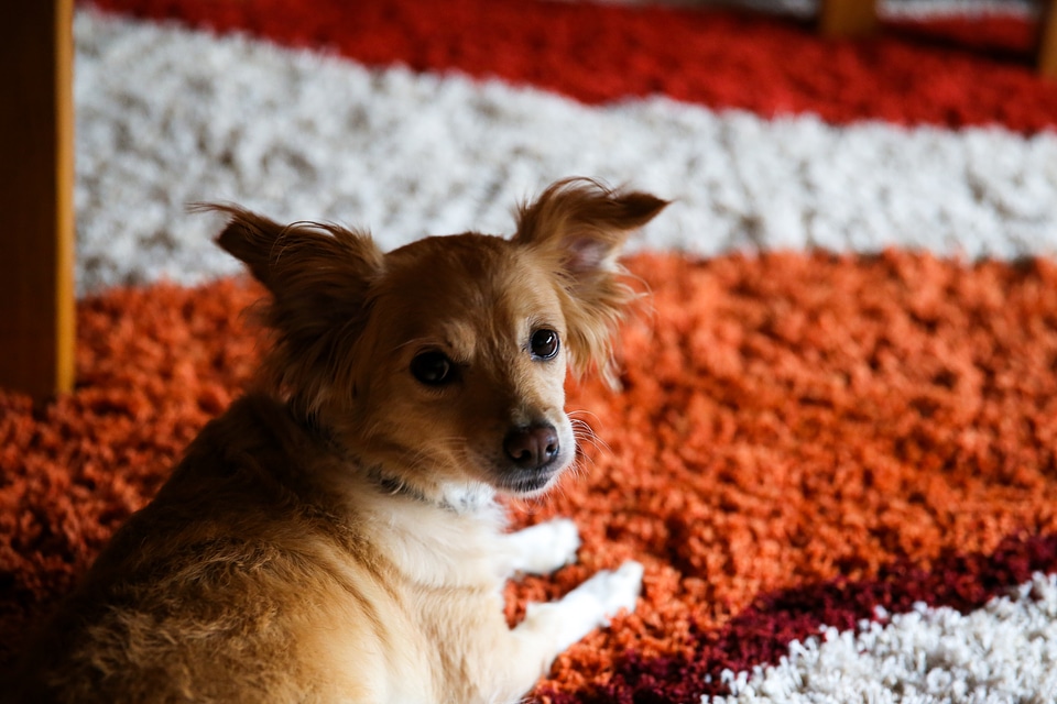 Small Dog on the Carpet