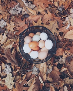 Autumn Composition of Eggs in a Basket on Acorn Leaves photo