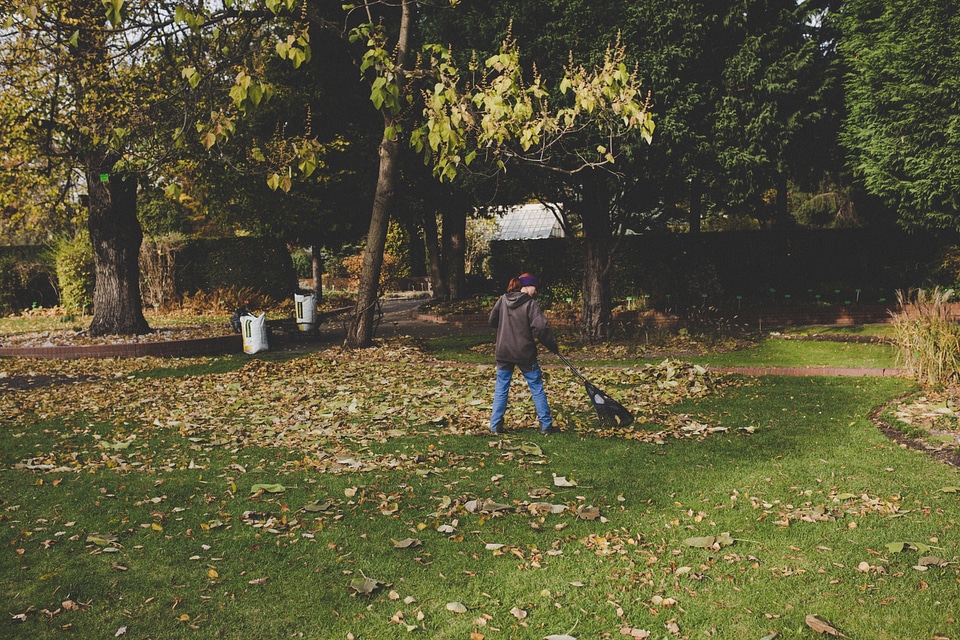 Woman Raking Fall Leaves with Rake