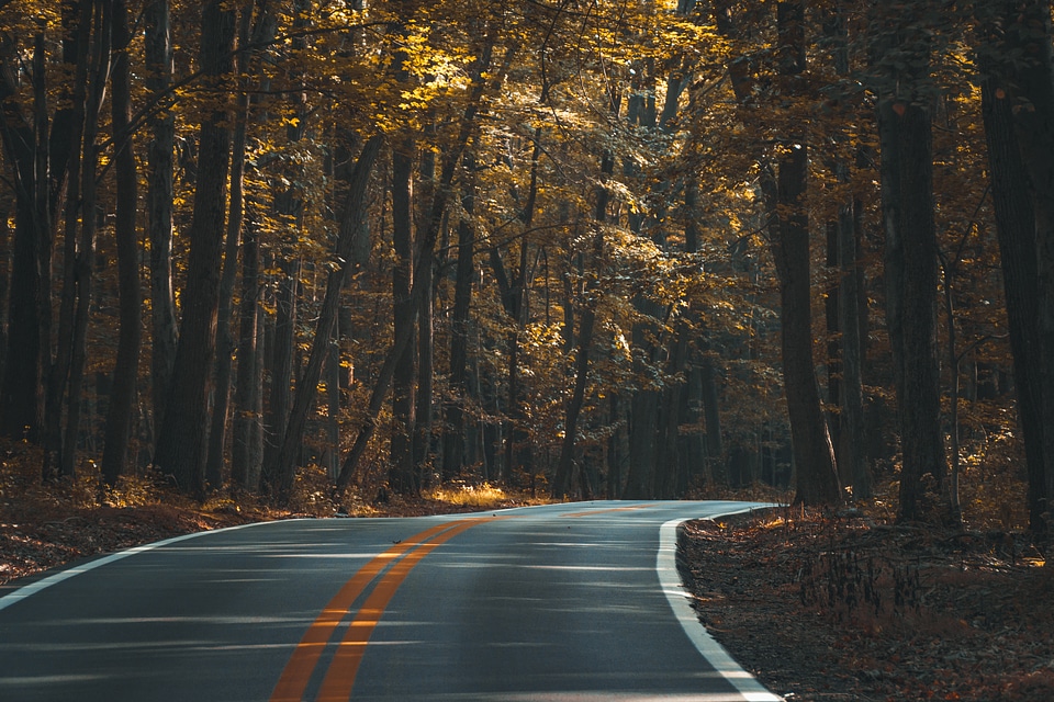 Road Curves Through Autumn Forest photo
