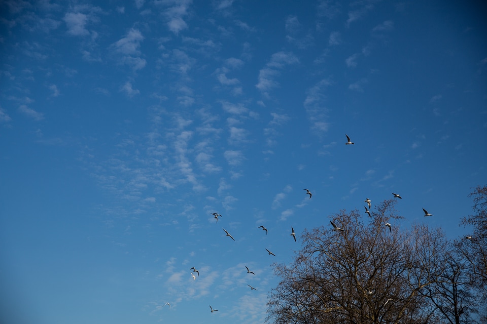 Birds Flying over Trees against a Blue Sky photo