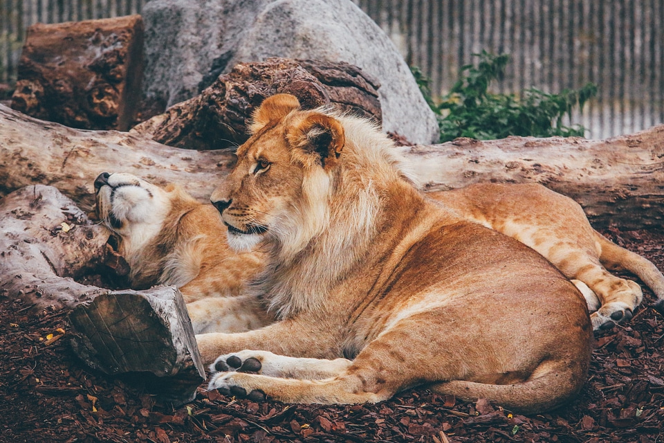 Lions Resting in the Zoo photo