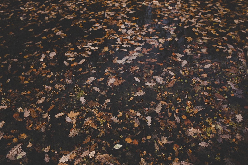 Autumn Texture Brown Oak Leaves Background