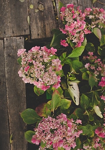 Wooden Board next to Hydrangea Shrub photo