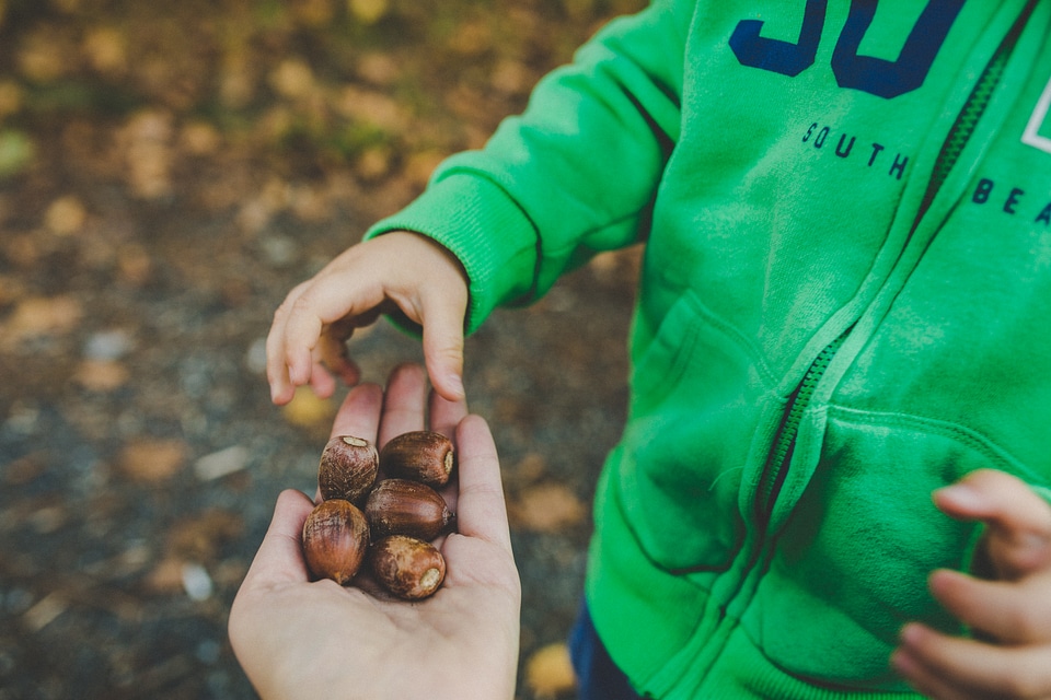 Little Boy in Autumn Park Taking a Handful of Acorns photo