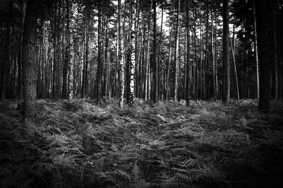 Ferns in the Forest