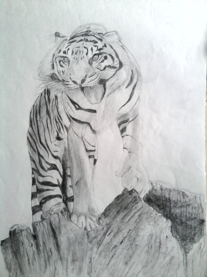 Shading drawing mammal