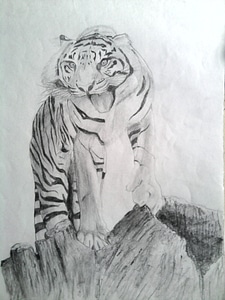 Shading drawing mammal