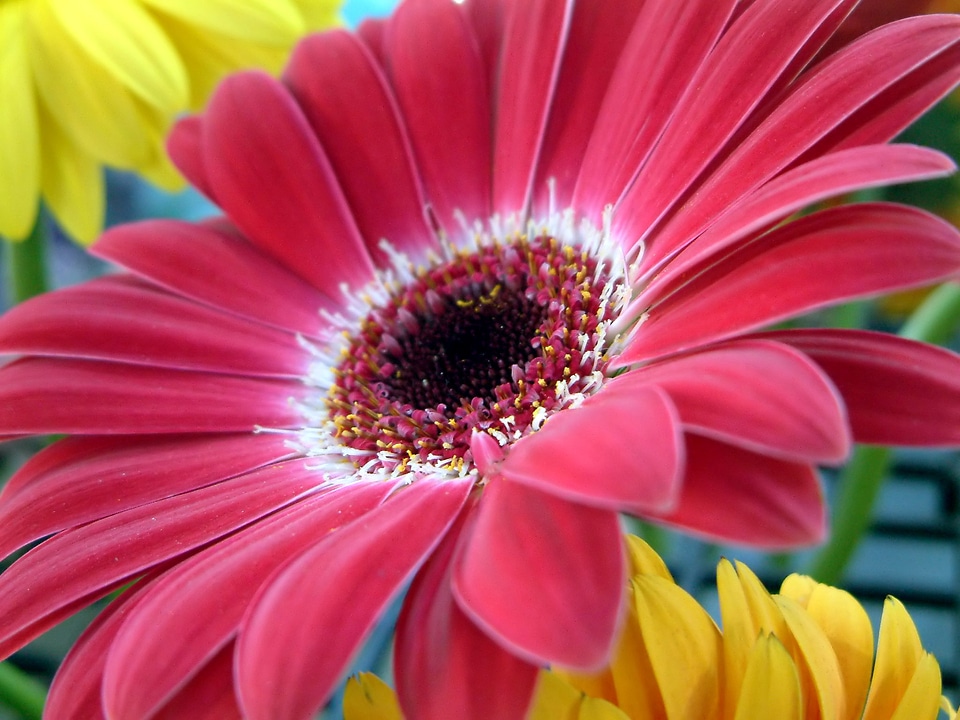 Nature beauty color