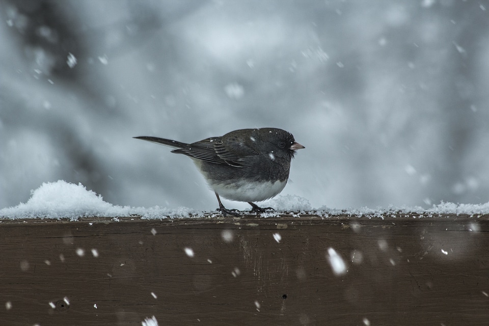 Small Bird with White Belly on a Wooden Railing, Snowy Day photo