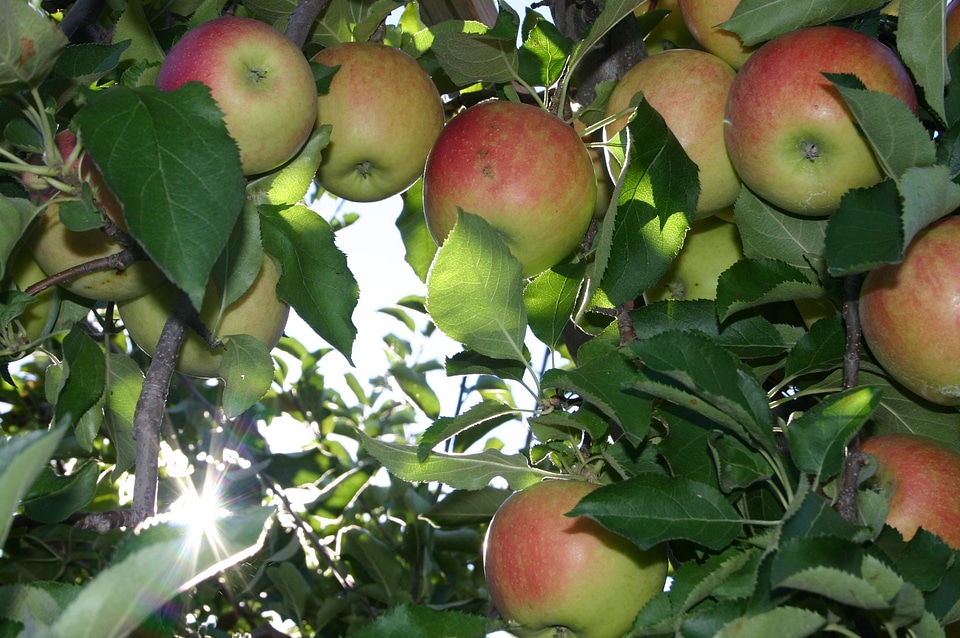Apple tree autumn harvest