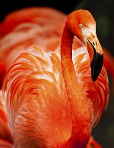 Portrait of Flamingos Head in Profile photo