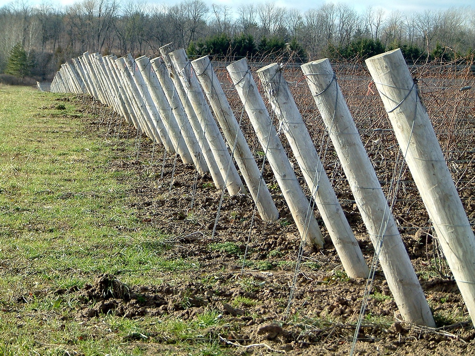 Grapes crops vines