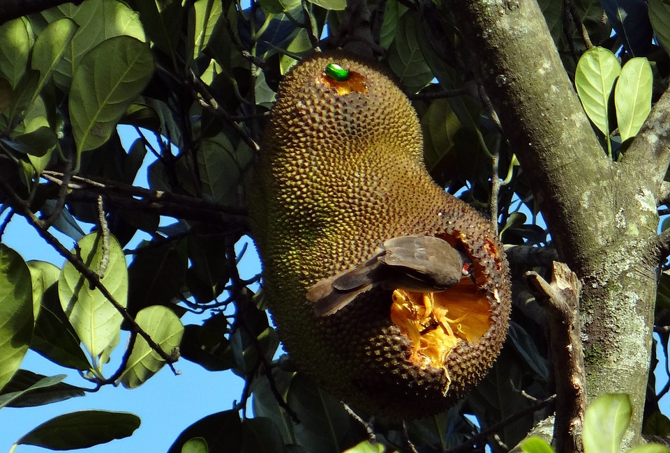 Fruit beetle feeding red-whiskered bulbul
