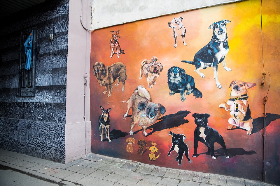 Wall Painted Dogs on Colorful Background