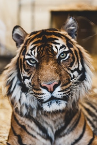 Portrait of a Tiger photo