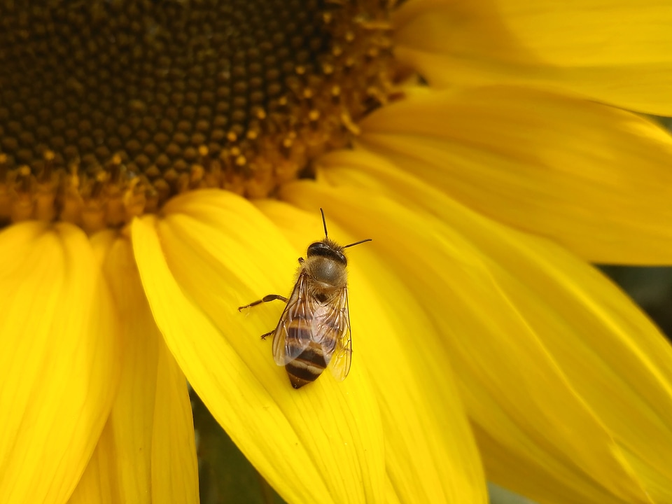 Close Up of Bee on Yellow Blooming Sunflower