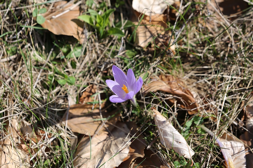 Crocus purplish yellowish brown