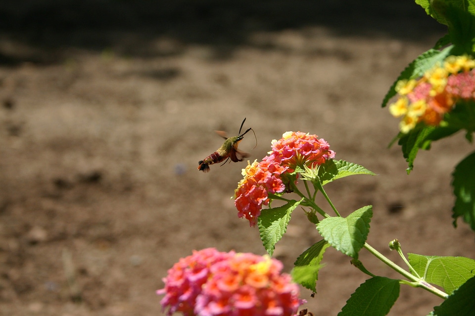 Moths insect flower