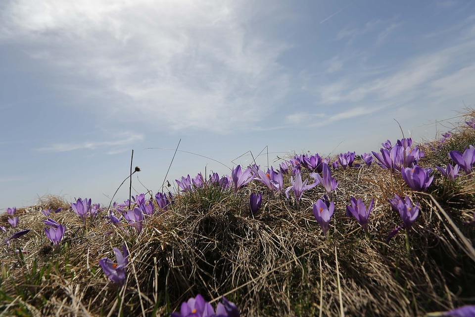 Hilltop crocus field