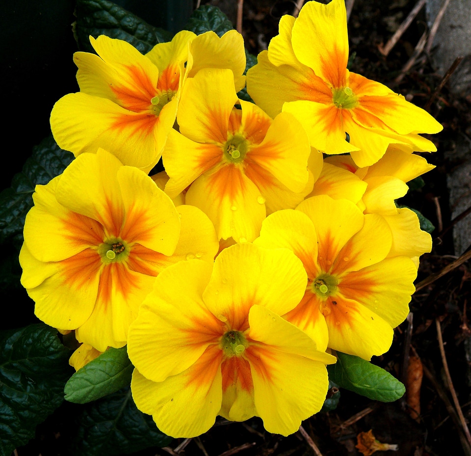 Flowers macro close up
