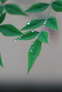 Leaf green southern sky