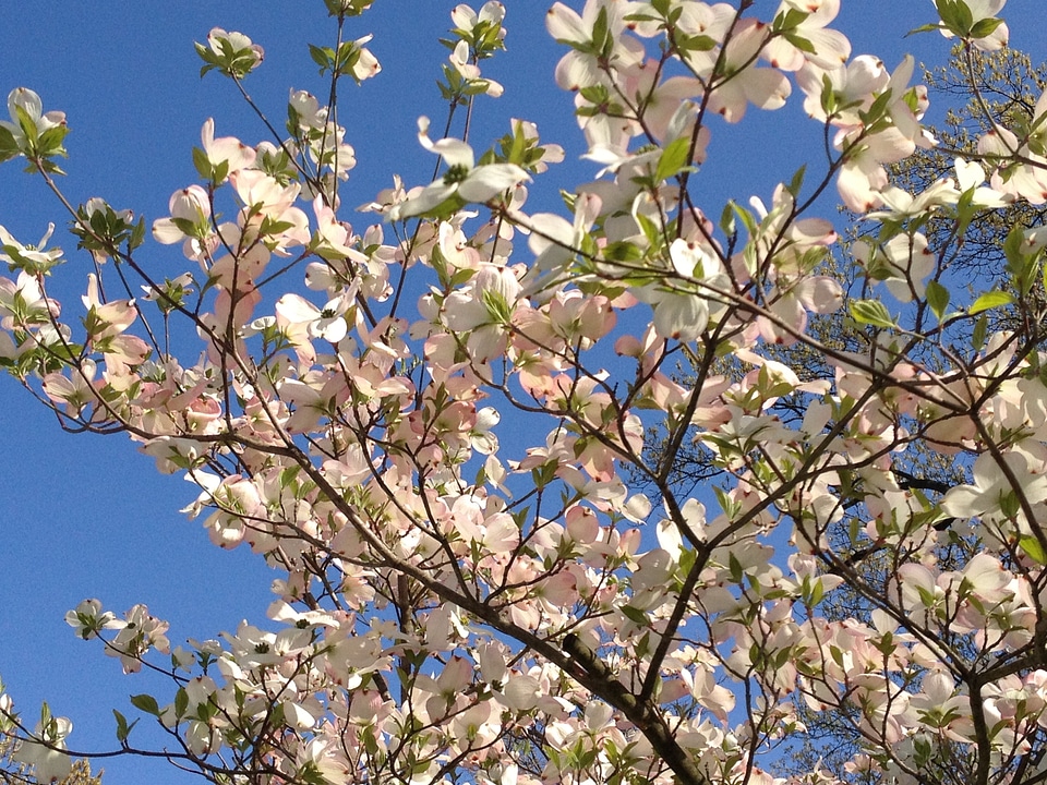 Season petal bright