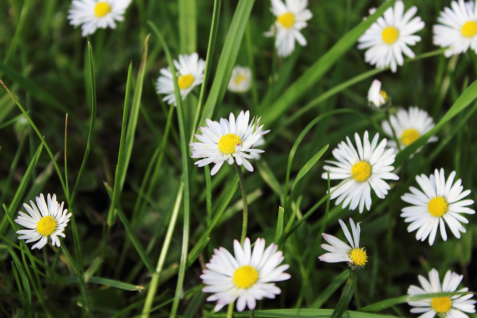 Meadow flowers flower
