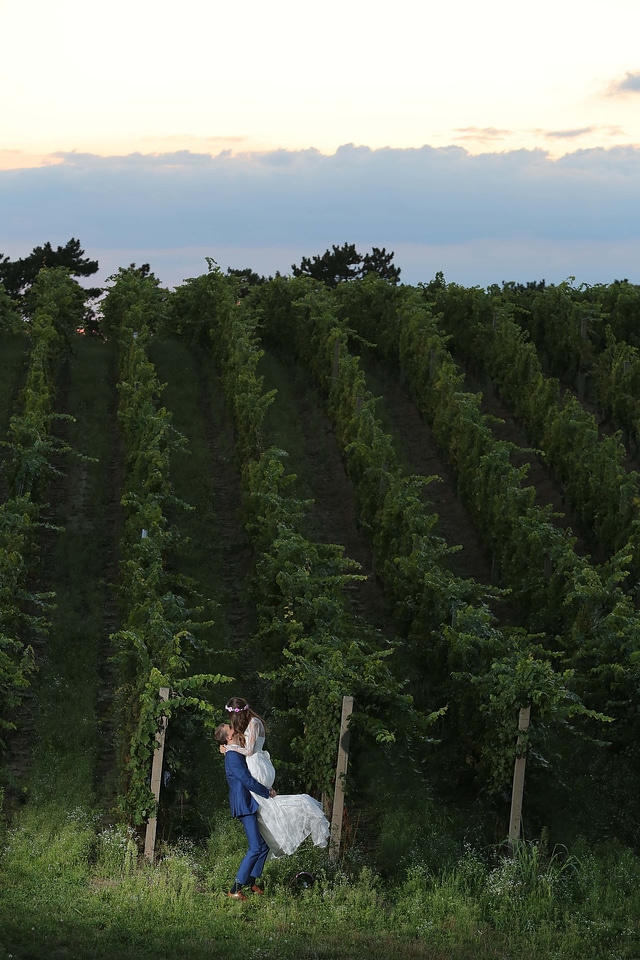 Vineyard hilltop bride