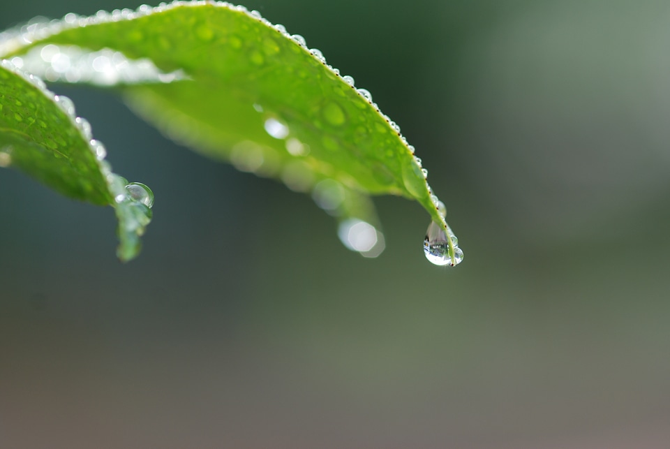 Leaf green drop of water