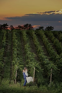 Hilltop sunset vineyard