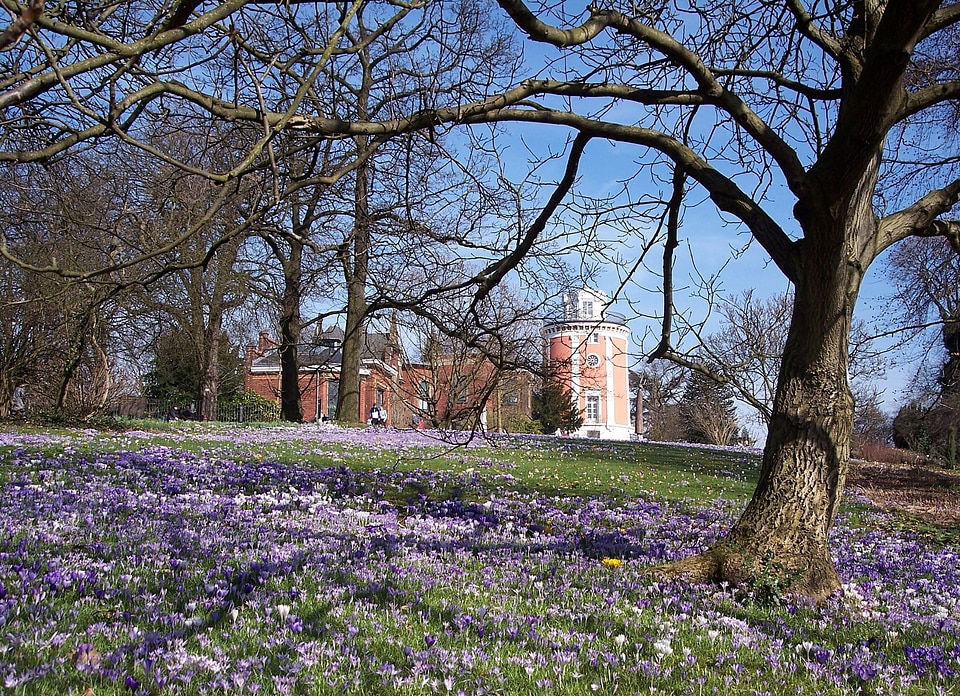 Crocus spring hardt