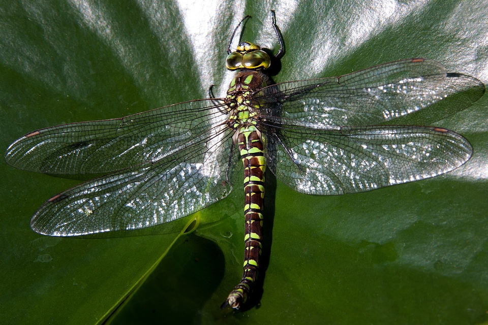 Macro animal flying machine