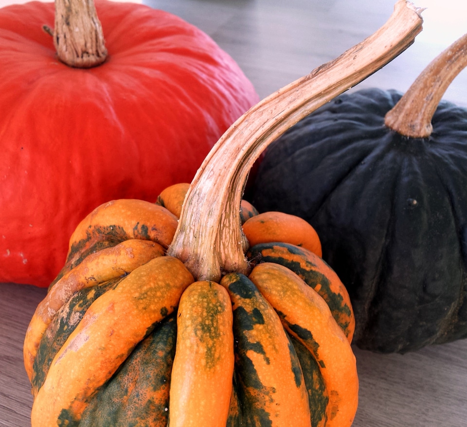 Variety halloween holiday