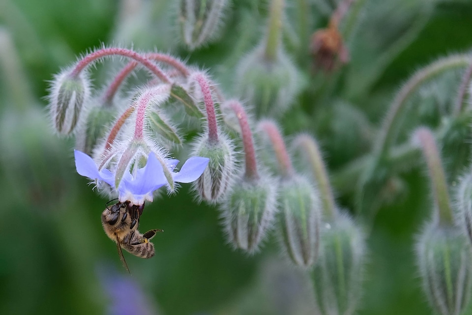 Honeybee flowers hanging