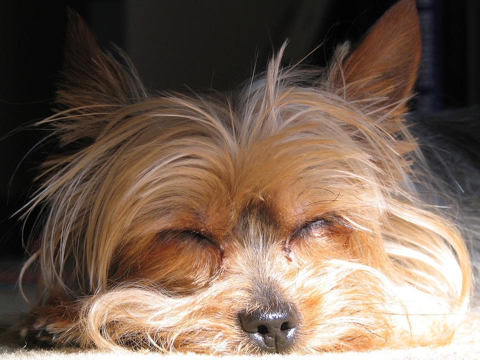 Terrier pet canine photo