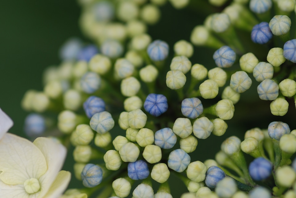Close up flowers bud