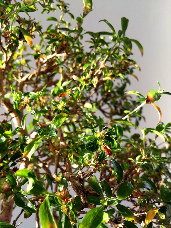 Tree plant nature
