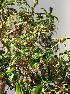 Tree plant nature