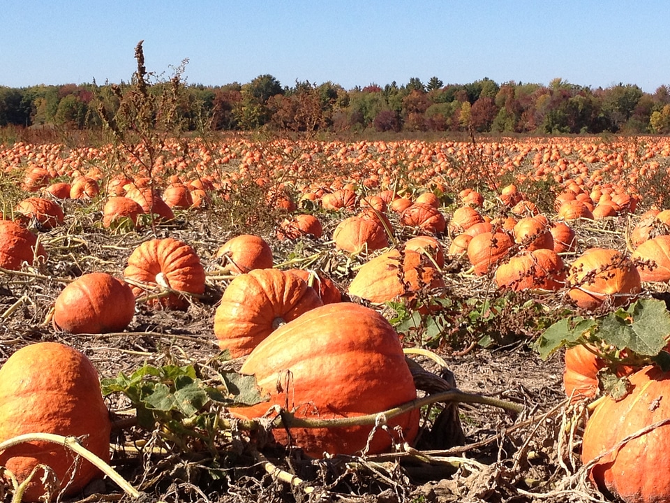 Fall halloween holiday