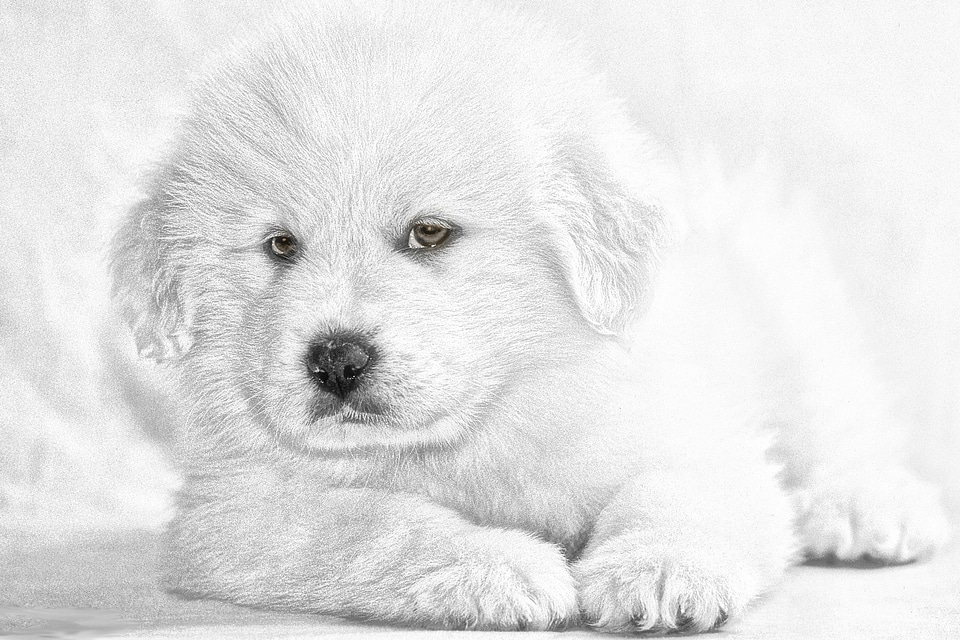 Pet animal canine