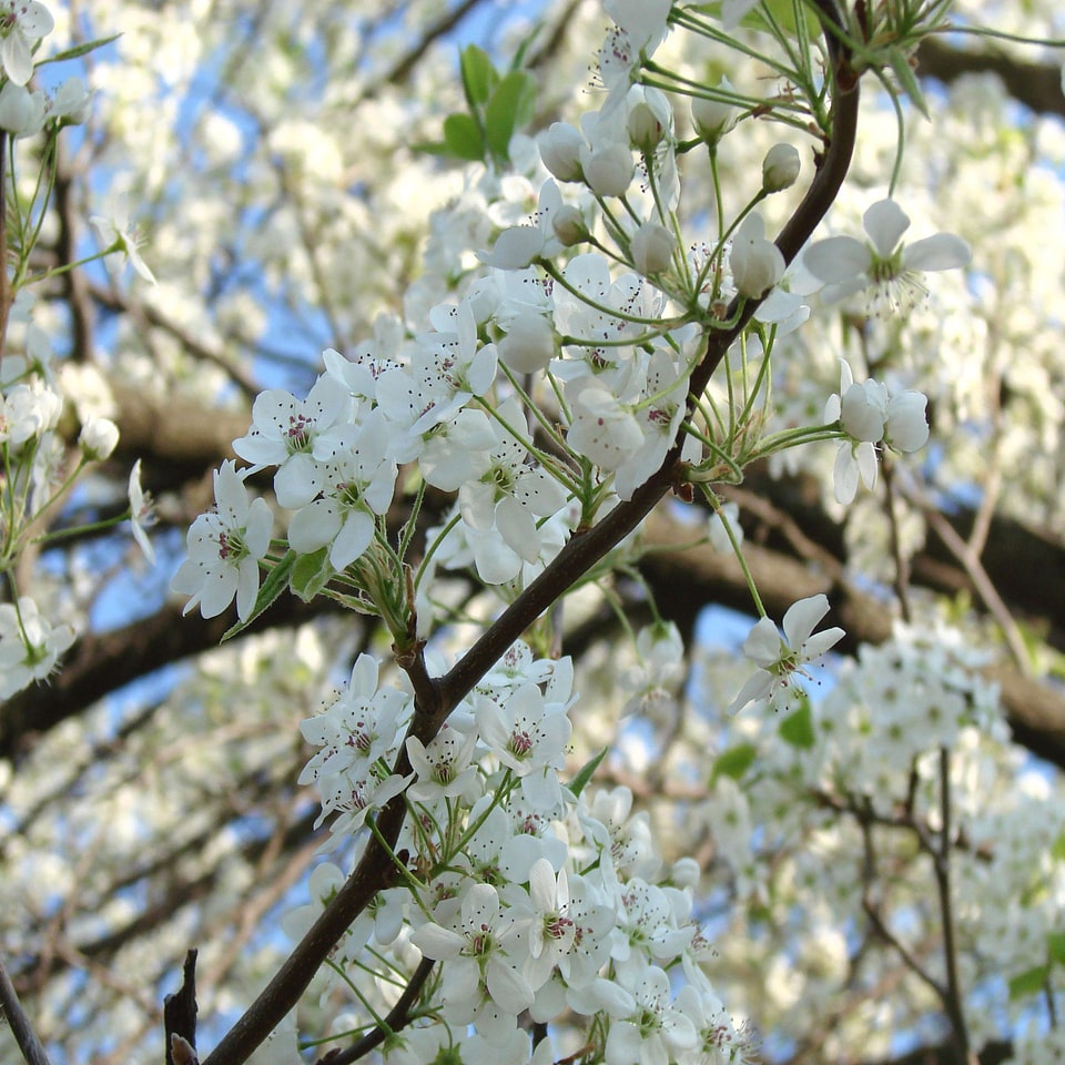 Spring blossom pretty