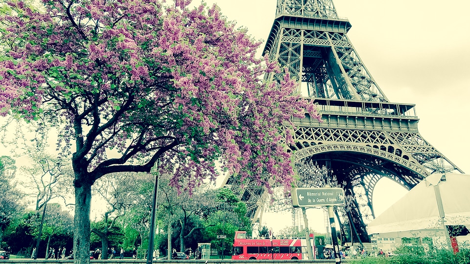 Eiffel Tower and Flowering Tree, Paris photo