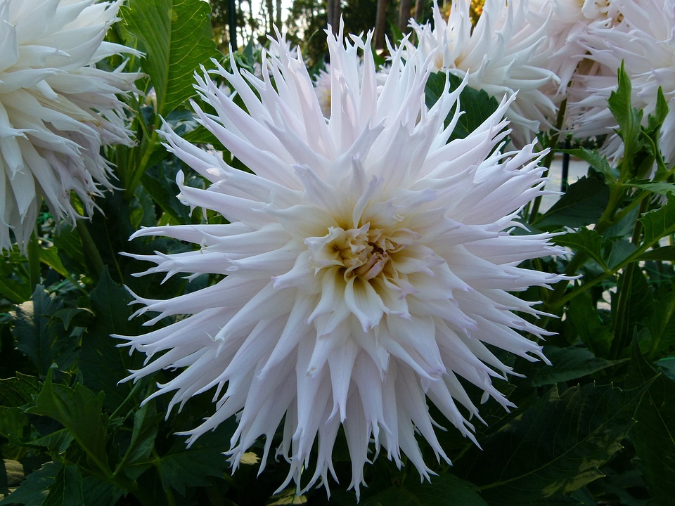 Garden nature outside