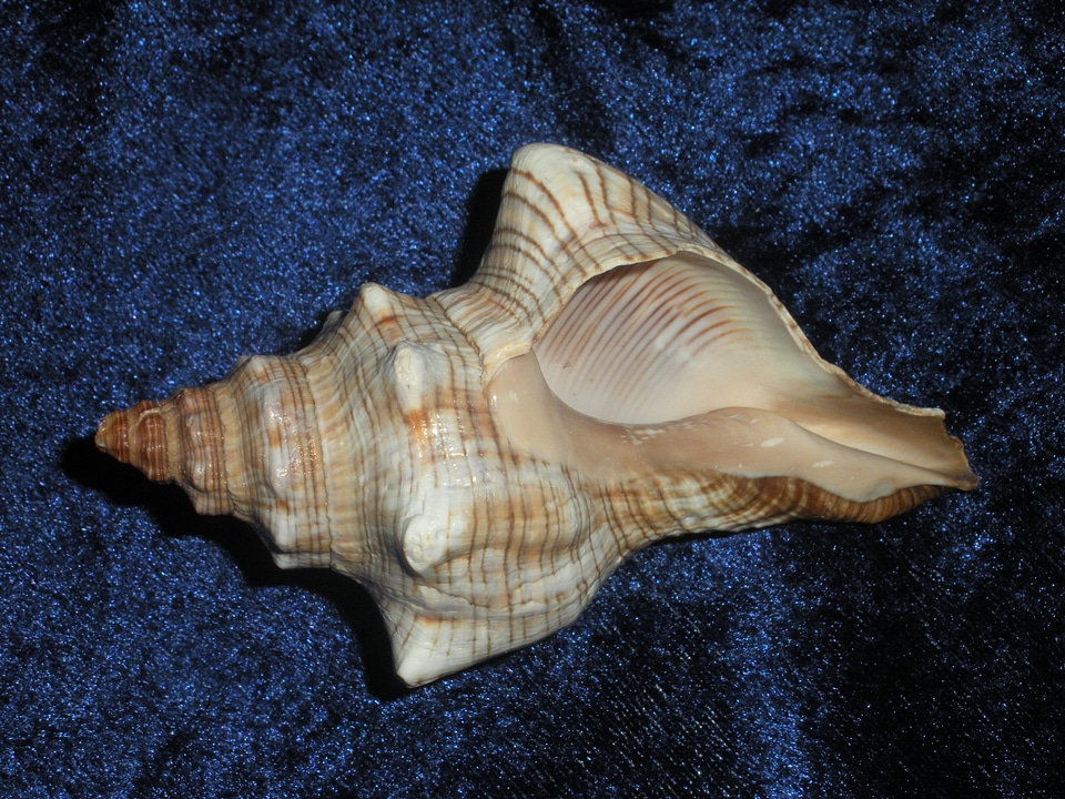 Marine tropical ocean