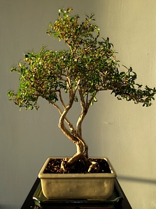 Tree plant nature